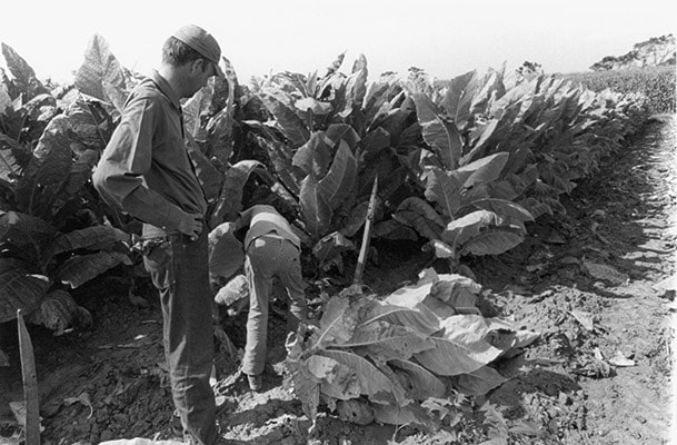 WB Tobacco Harvest